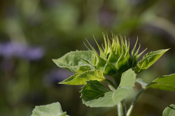 Sonnenblume