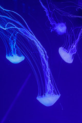 macro of a beautiful jellyfish chrysaora quinquecirrha