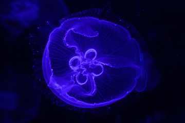macro of a beautiful jellyfish aurelia aurita