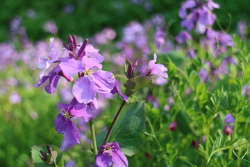 紫色の花を咲かすオオアラセイトウ