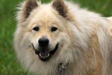 Die blaue Zunge des Eurasier Hund