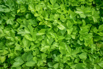 Obraz premium Celery, Celery from Thailand country