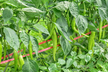Banana Pepper, Paprika, Garden Pepper, Chili Pepper, Chili Plant, Red Pepper 