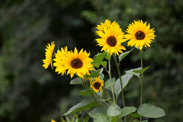 Sonnenblume