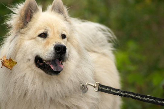 Die blaue Zunge des Eurasier Hund
