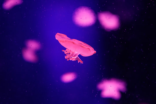 macro of a beautiful jellyfish cassiopea andromeda