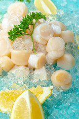crab meat and body parts, tentacles, knee cubes, blue marine background on ice, slices of lemon and...