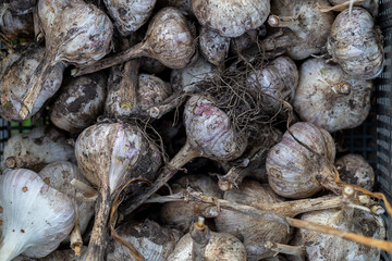 Healthy organic food. Fresh harvest of garlic. Vegetables background