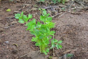 Celery, Celery from Thailand country