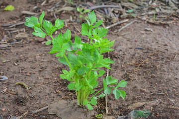 Celery, Celery from Thailand country