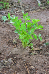 Celery, Celery from Thailand country