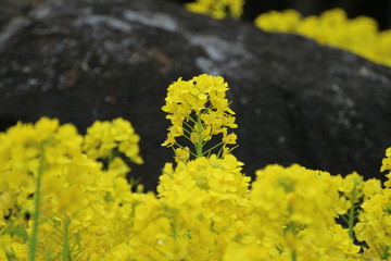 菜の花