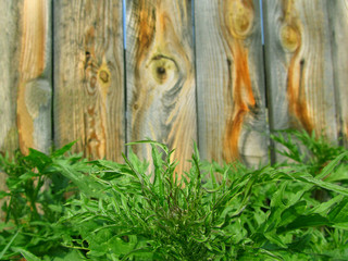 Green grass at the wooden fence. Close-up. Copy space.