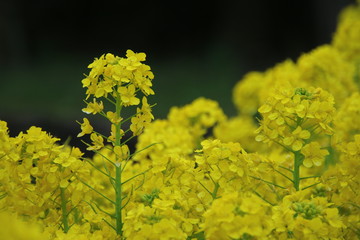 菜の花