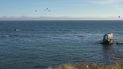 Beautiful Seascape and Sea Birds. Large Group of Brown Pelicans and Cormorants. View from Margo Dodd Park Beach, Pismo Beach Area, California Coastline