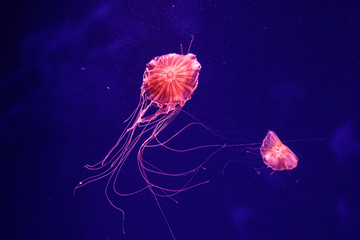 macro of a beautiful jellyfish chrysaora quinquecirrha