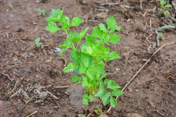 Celery, Celery from Thailand country