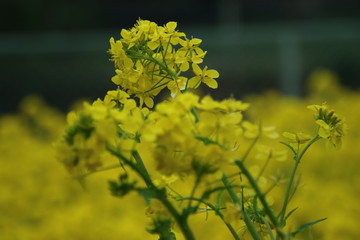 菜の花