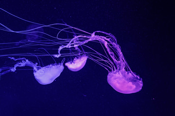 macro of a beautiful jellyfish chrysaora quinquecirrha