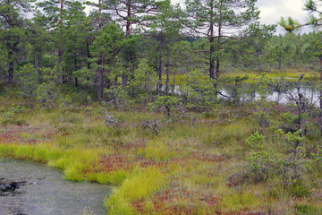 Paysage forestier aux abords d'une tourbi&egrave;re - 2