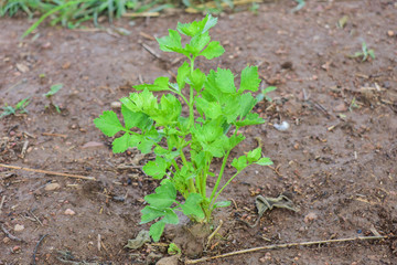 Celery, Celery from Thailand country