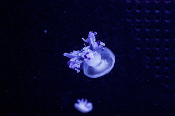 macro of a beautiful jellyfish rhizostoma luteum