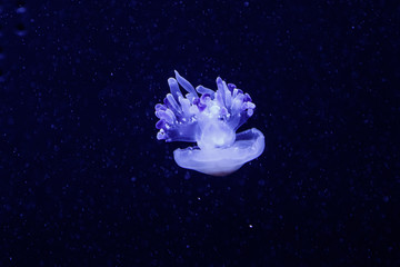 Fototapeta na wymiar macro of a beautiful jellyfish rhizostoma luteum