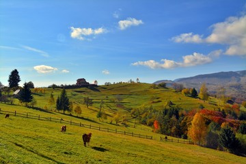 A mountain pasture