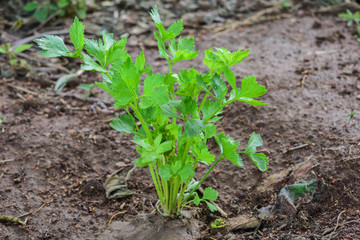 Celery, Celery from Thailand country