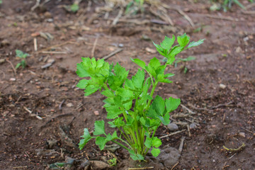 Celery, Celery from Thailand country
