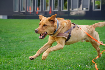 Fuchsroter Labrador Retriever apportiert