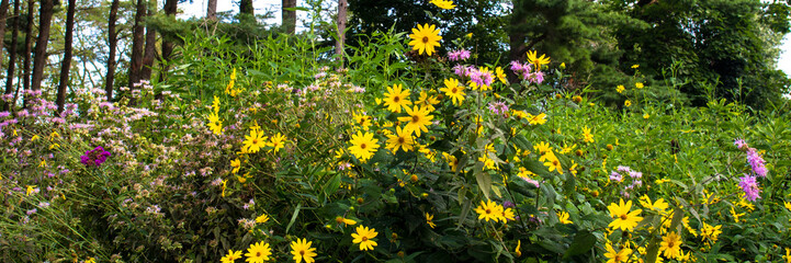 Panorama of native wildflowers on the prairie at Moraine Hills State Park in Illinois