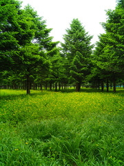 숲. 산림, 봄. 풍경. 임업. 전나무. 나무. 목제.  피톤치드. 산림욕. 