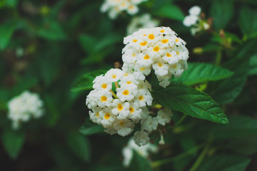 Lantana camara, white flower, Close up