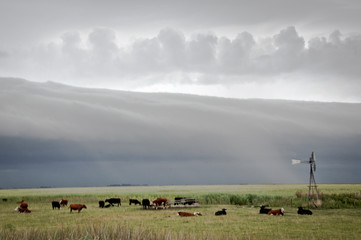 cows in the storm