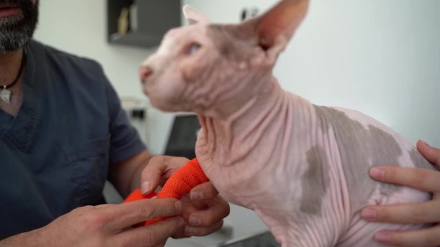 Unrecognizable doctor taking care of a sphynx cat with a broken bone. Painful paw wound to an elderly animal. Professional veterinarian male doing a bandage to an unhealthy cat. Broken paw and medical