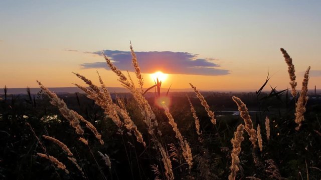 Vibrant sundown as seen through the golden reed plant seeds.