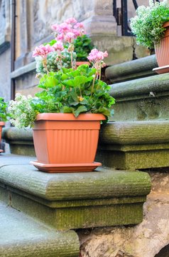 potted flower stands on the stairs on a city street