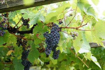 wine grapes in the danube valley 