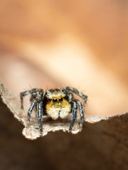 Image of jumping spiders (Salticidae) on a natural background., Insect. Animal.