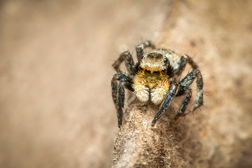Image of jumping spiders (Salticidae) on a natural background., Insect. Animal.