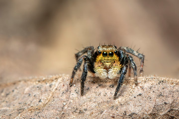 Image of jumping spiders (Salticidae) on a natural background., Insect. Animal.