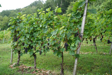 wine, danube valley, winemaker, germany, landmark, countryside, hill, landscape, valley, danube,...