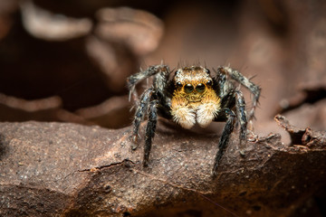 Image of jumping spiders (Salticidae) on a natural background., Insect. Animal.