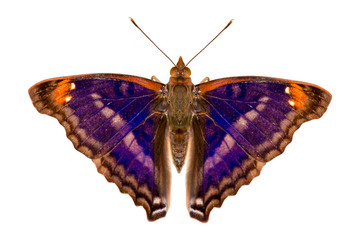 Mariposa emperador pavon  (Doxocopa pavon theodora)