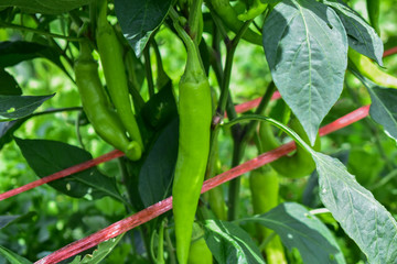 Banana Pepper, Paprika, Garden Pepper, Chili Pepper, Chili Plant, Red Pepper 