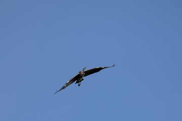 Graureiher Flugbild