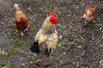 White and multi-colored domestic chickens in the yard in the countryside. cock closeup. Hens walk in the yard