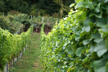 Fototapeta na wymiar wine grapes in the danube valley 