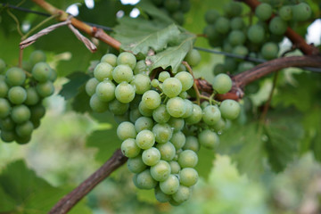 wine, danube valley, winemaker, germany, landmark, countryside, hill, landscape, valley, danube, nature, green, vine, europe, winery, vineyard, agriculture, grape, outdoors, harvest, france, view, sum